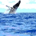 whale_humpback_h_00423_dom2470.jpg